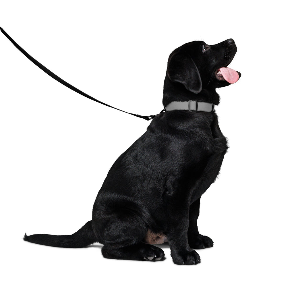 NO BRAKES. JUST BARKS. Pet leash - BRAKELESS