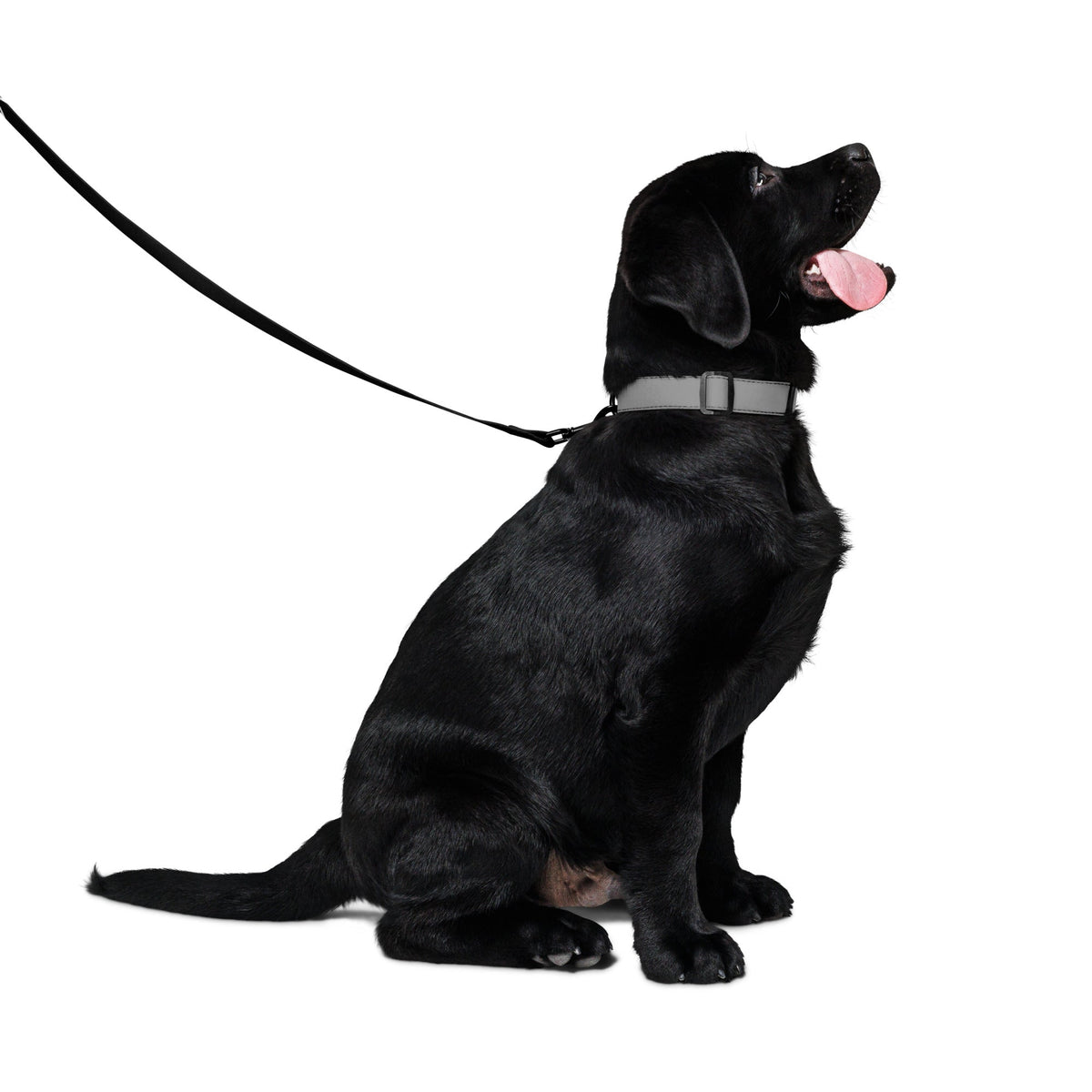 NO BRAKES. JUST BARKS. Pet leash - BRAKELESS